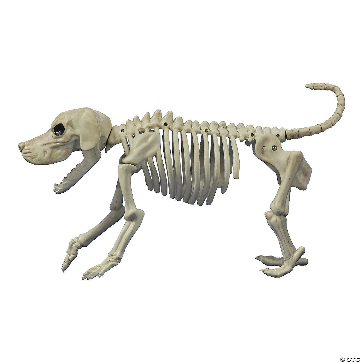 Beagle Bonez Dog Skeleton Halloween Decoration 3 Beagle Bonez Dog Skeleton Halloween Decoration