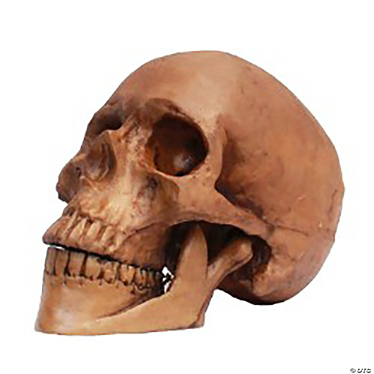 Small Skull Resin Cranium Halloween Decoration 3 Small Skull Resin Cranium Halloween Decoration